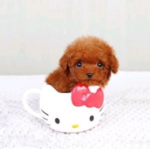 Meet your Posher, Trevor